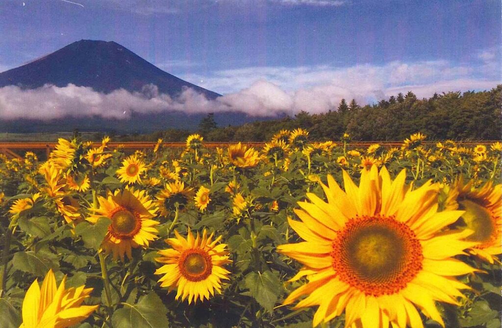 ひまわり畑と富士山